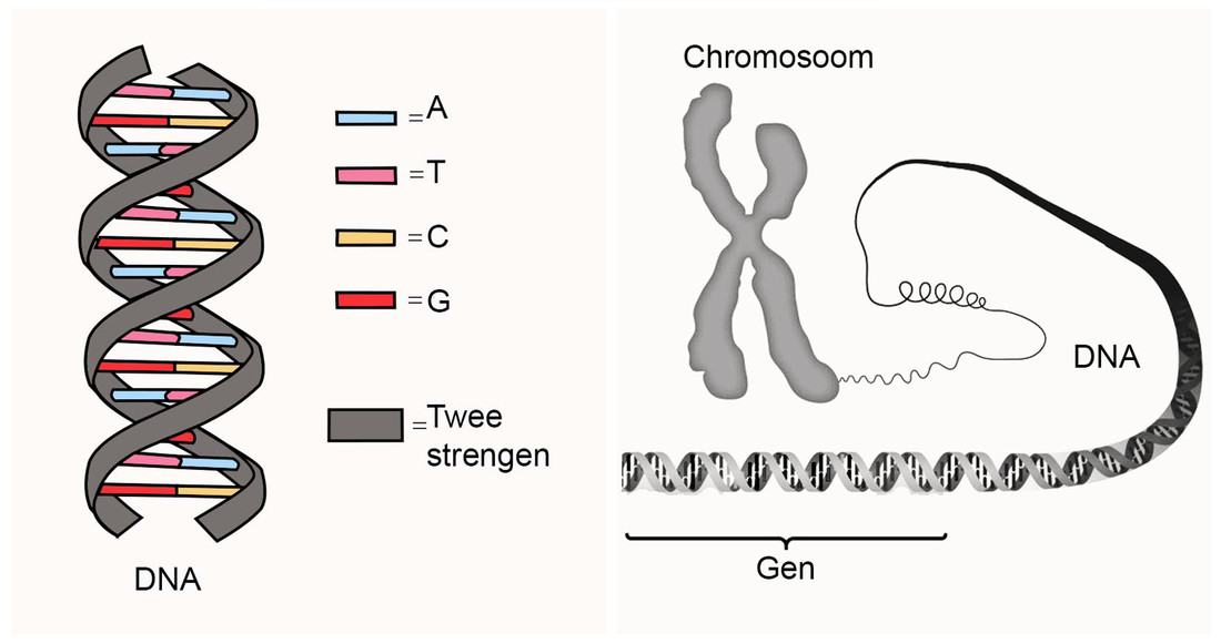 DNA: code van het leven | Natuurwijzer